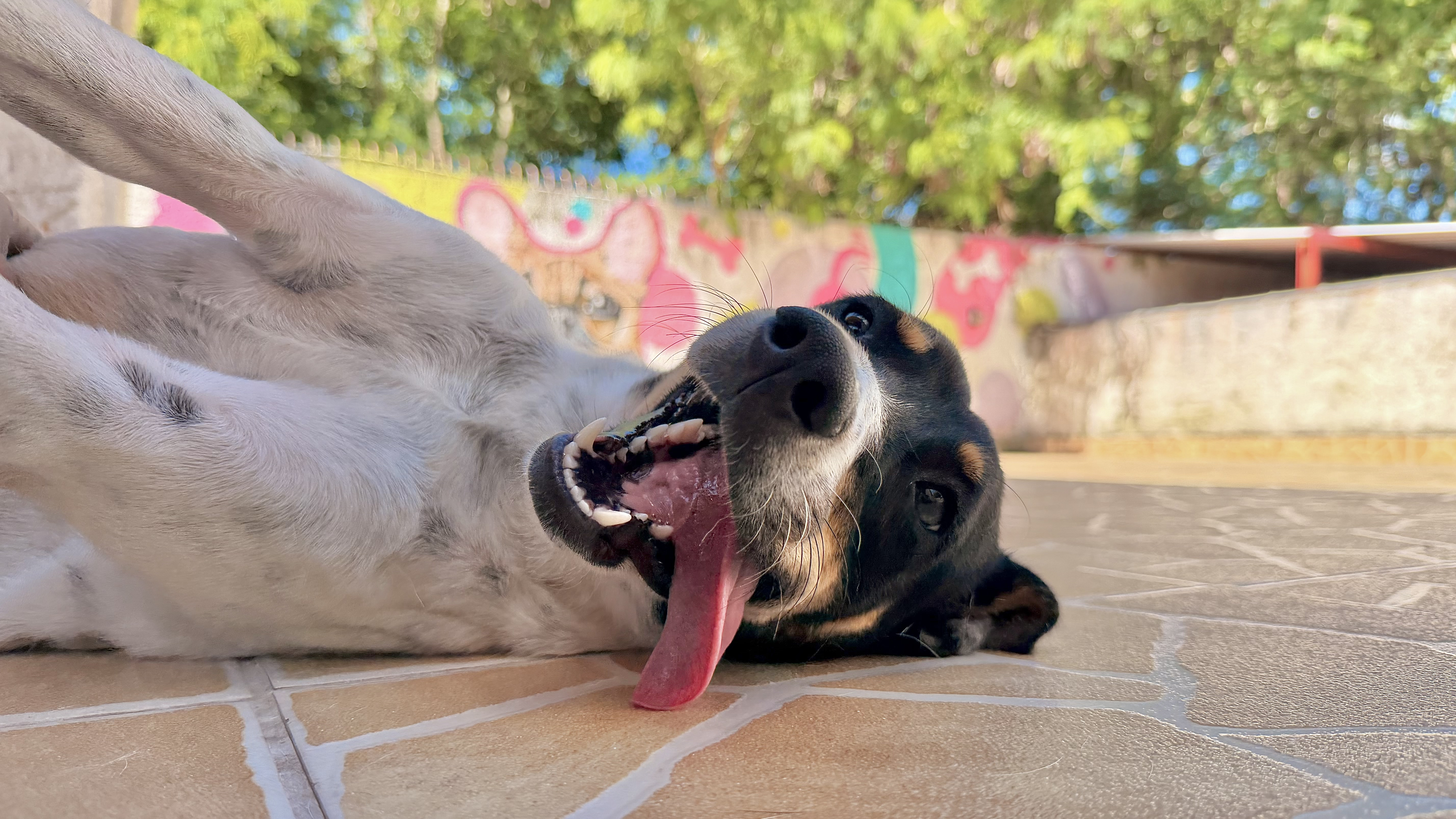 Cão em ambiente domiciliar do Homepet da Belle em Volta Redonda
